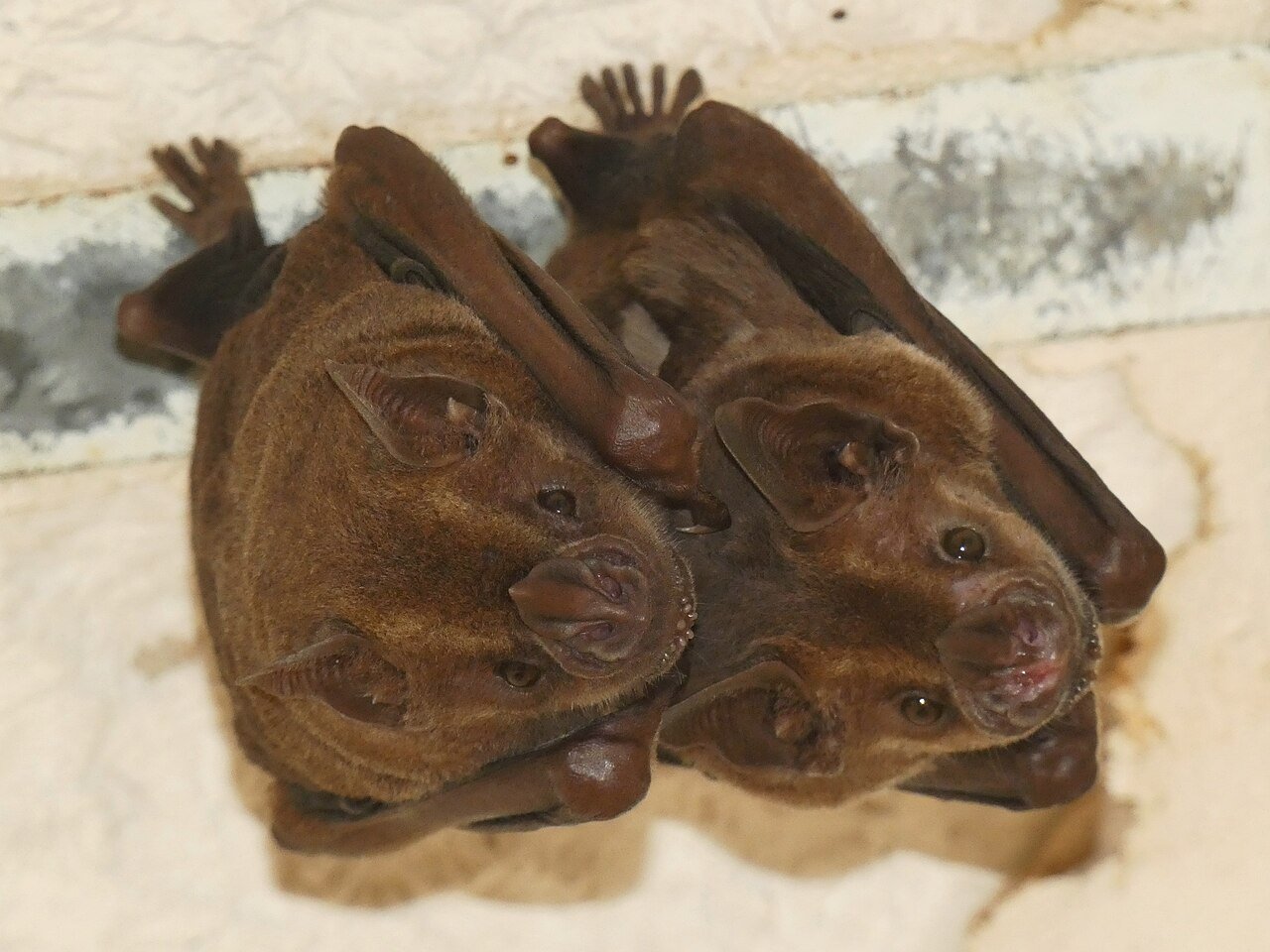 Murciélago frutero de Jamaica (Artibeus jamaicensis)