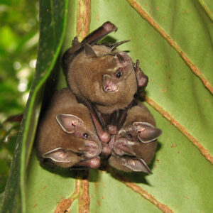 Murciélago frutero de Jamaica (Artibeus jamaicensis)