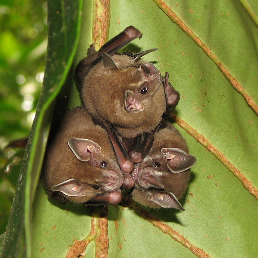Murciélago frutero de Jamaica en el Parque Nacional Tortuguero