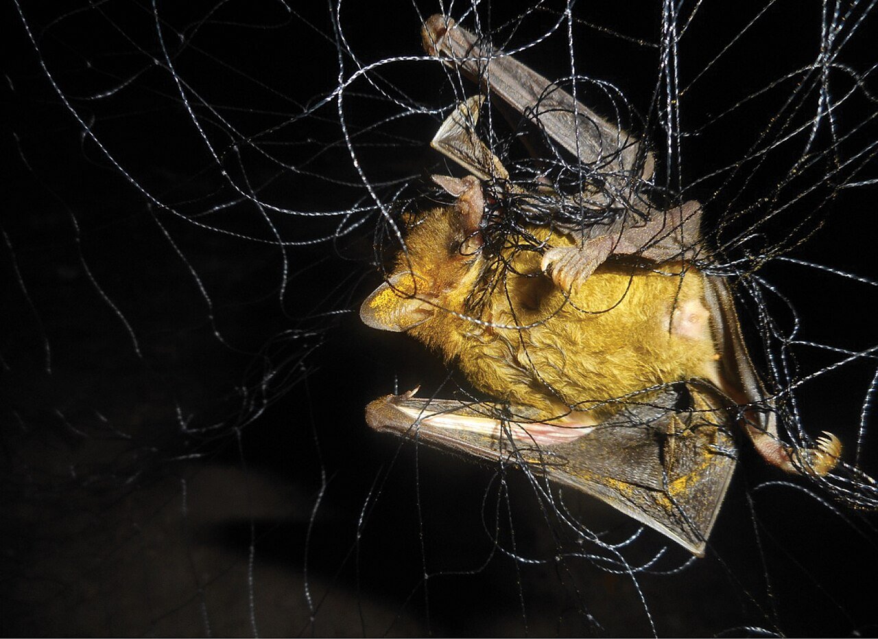 Murciélago hocicudo (Glossophaga soricina)