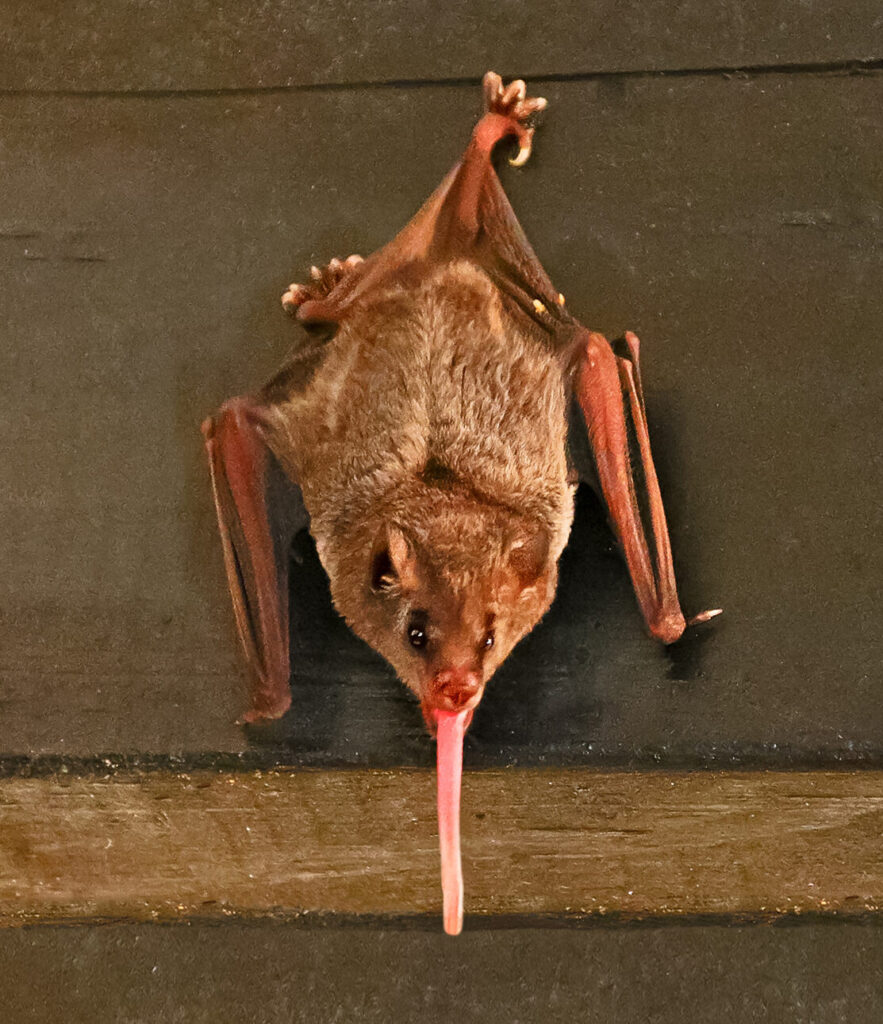 Murciélago hocicudo (Glossophaga soricina)