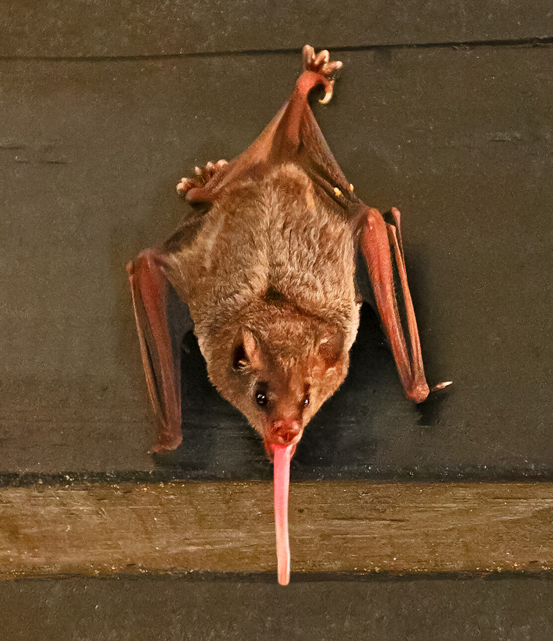 Murciélago hocicudo de Pallas alimentándose de néctar