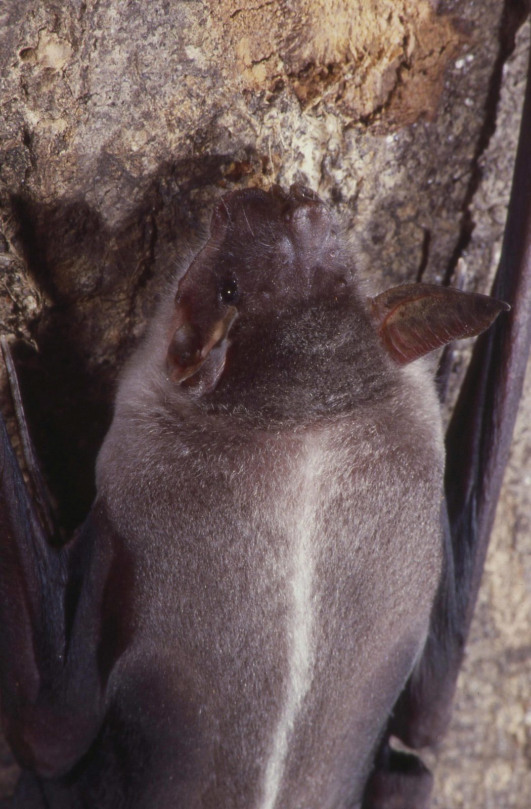 Murciélago pescador (Noctilio leporinus) con sus enormes garras
