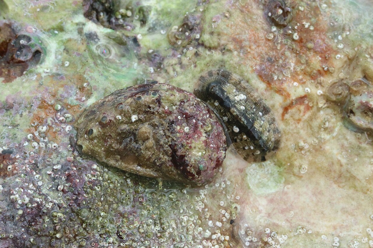 Oreja de mar (Haliotis tuberculata)