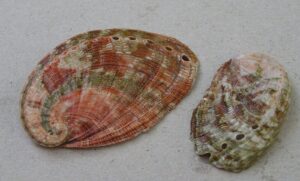 Oreja de mar (Haliotis tuberculata): el abalón europeo de nácar irisado