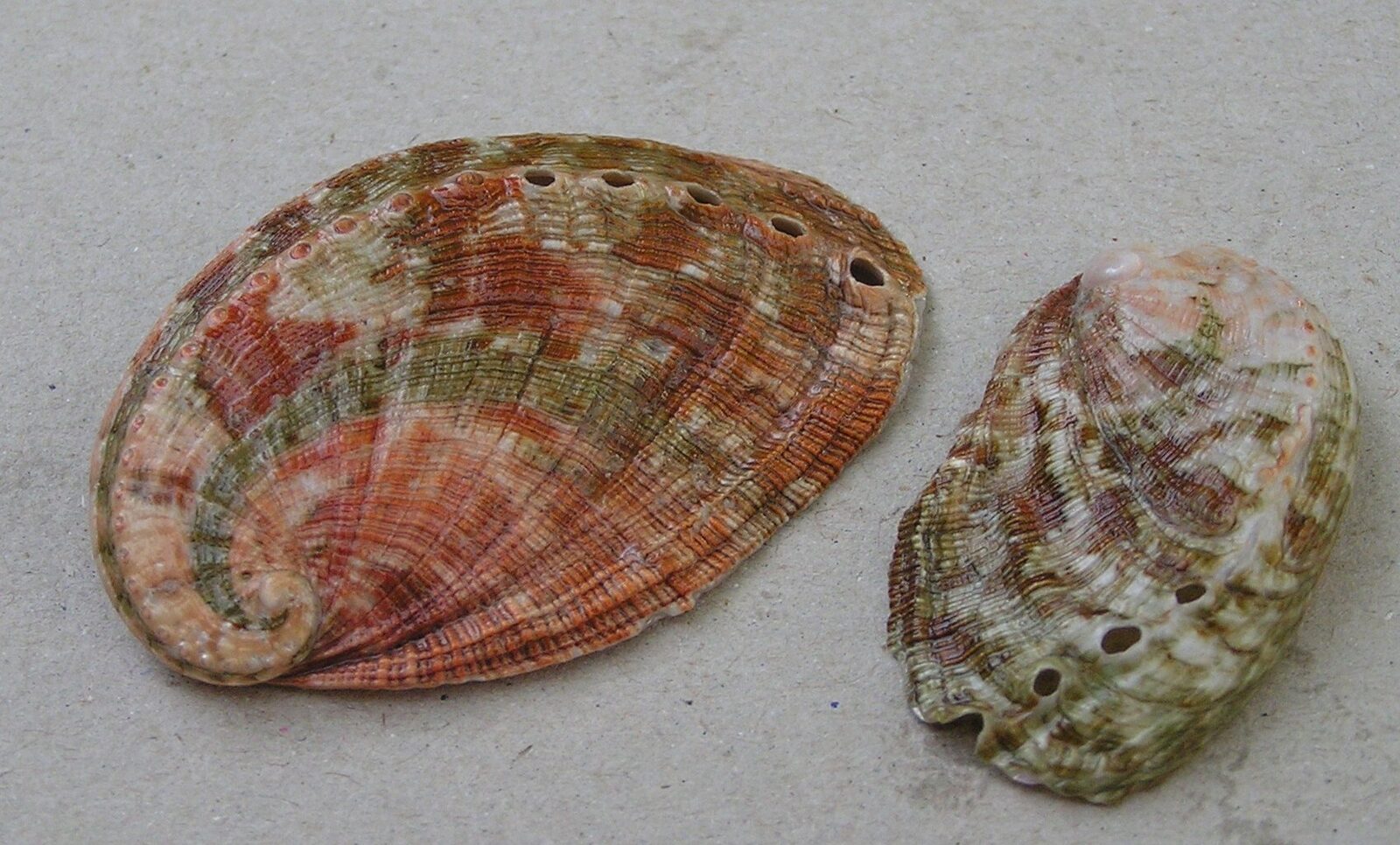 Concha de oreja de mar Haliotis tuberculata con su característica fila de orificios respiratorios
