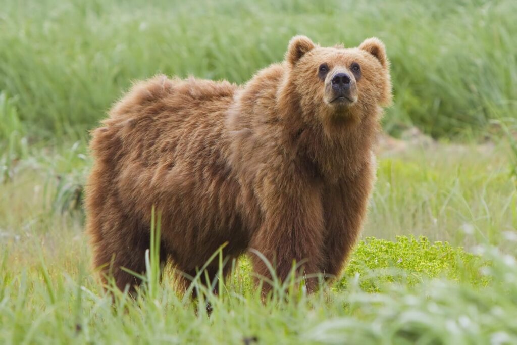Oso pardo Ursus arctos en una pradera