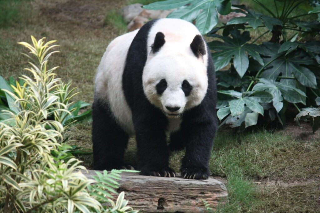 Panda gigante Ailuropoda melanoleuca caminando entre la vegetación