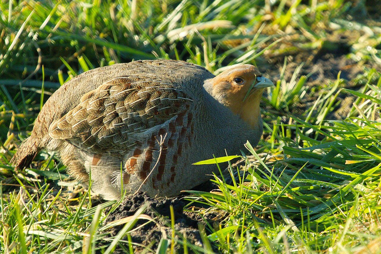 Perdiz pardilla (Perdix perdix)