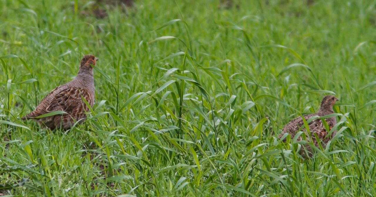 Perdiz pardilla Perdix perdix con plumaje gris pardo en campo agrícola