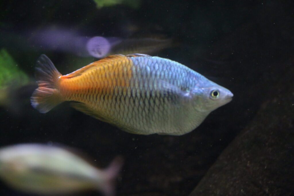 Pez arcoíris de Boeseman macho bicolor azul y naranja