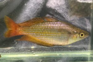 Pez arcoíris (Melanotaenia splendida): el pez iridiscente de los ríos de Australia