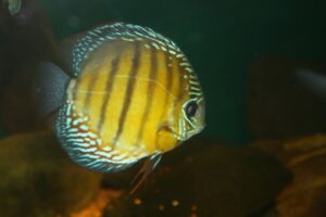 Pez disco (Symphysodon discus)