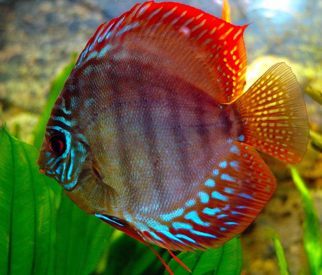 Pez disco variedad de cría seleccionada con colores intensos