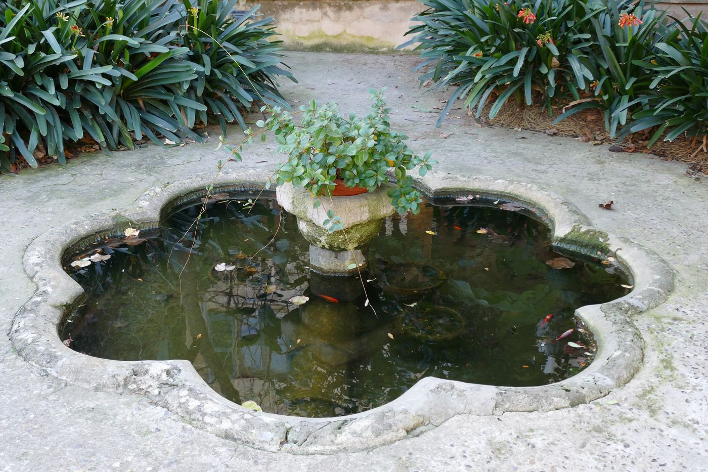 Peces dorados adultos en estanque del Jardí del Bisbe Barcelona