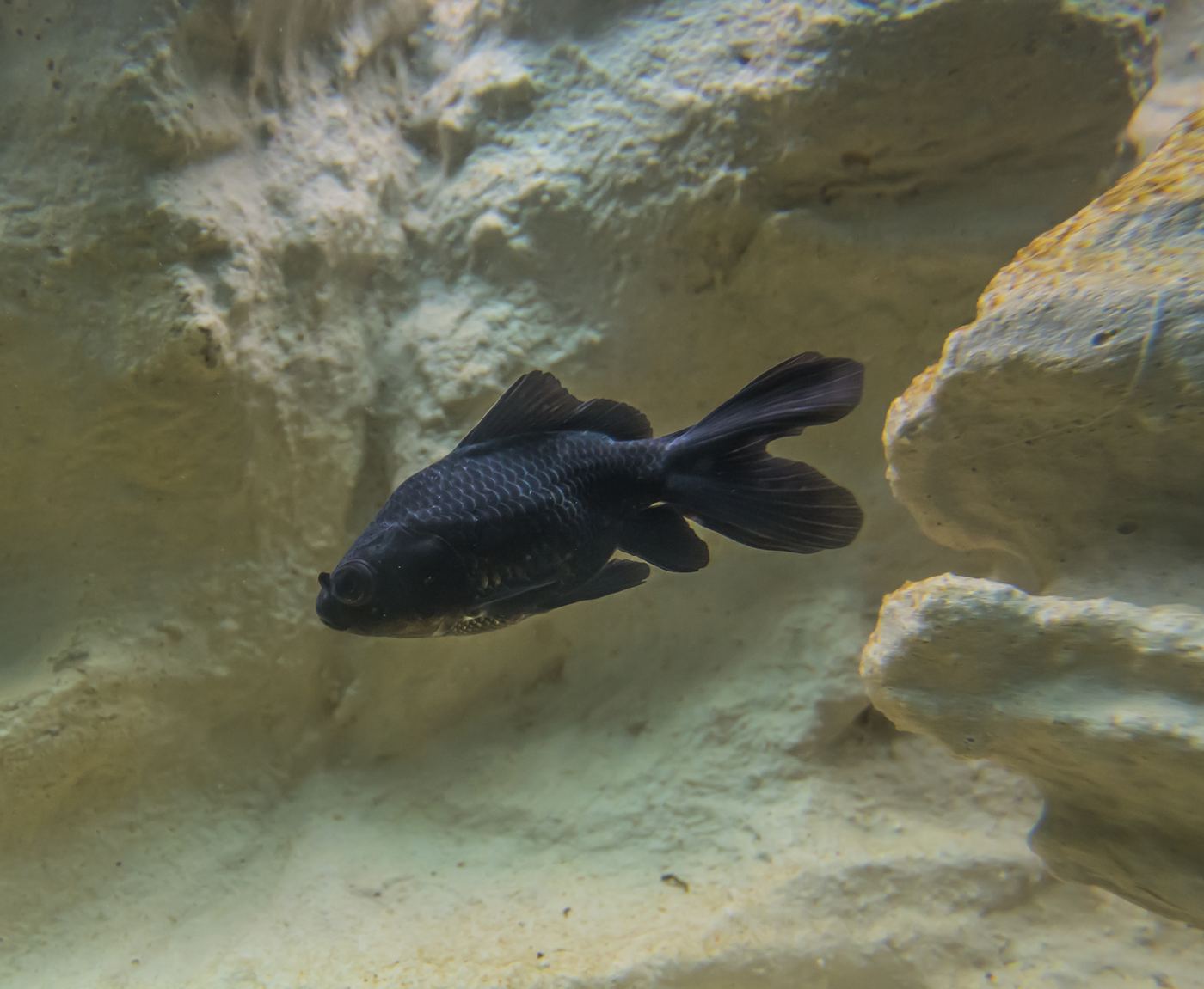 Pez dorado variedad telescopio negro con ojos protuberantes