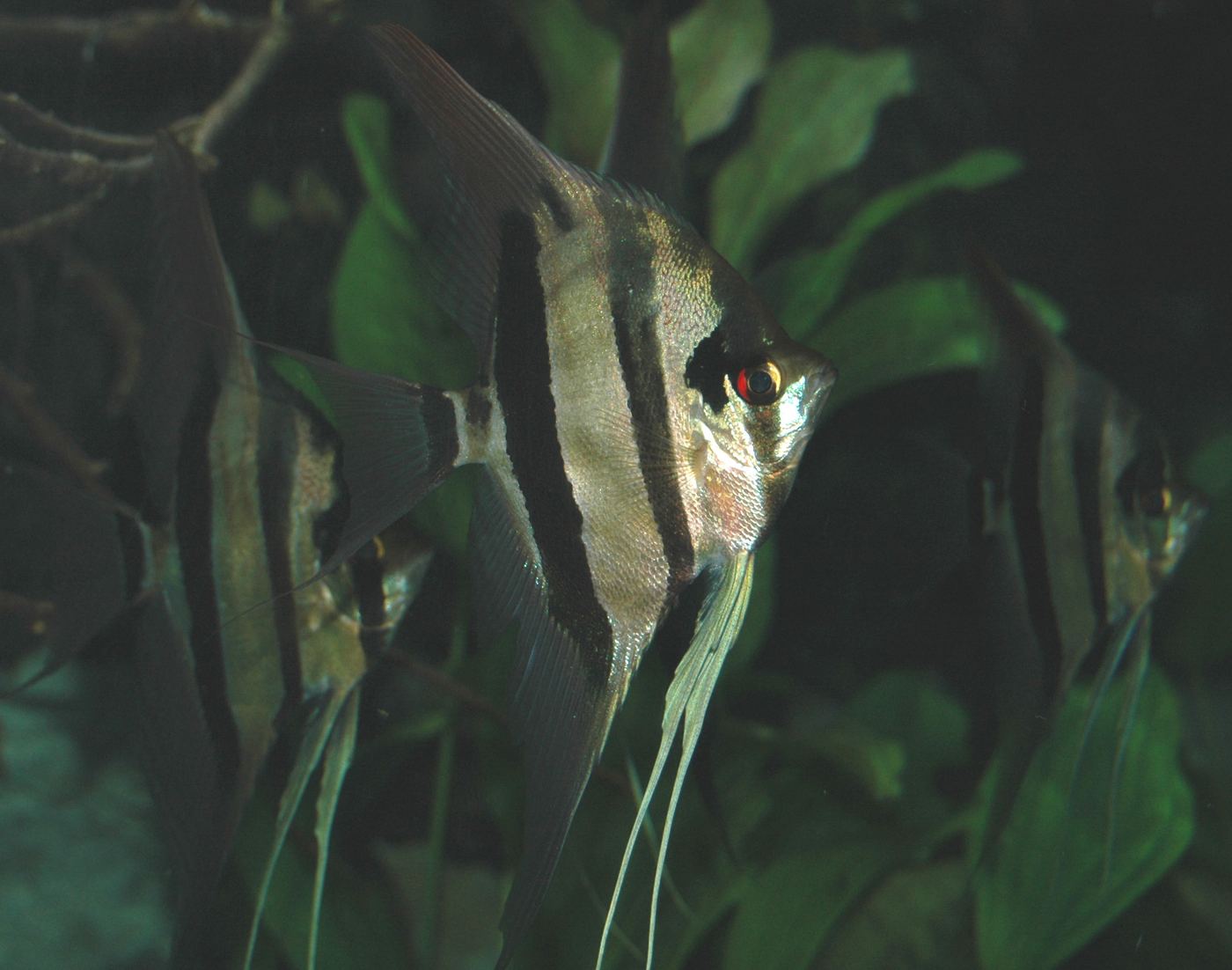 Pez escalar Pterophyllum scalare en acuario doméstico