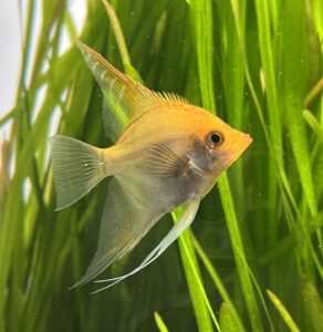 Pez escalar (Pterophyllum scalare)