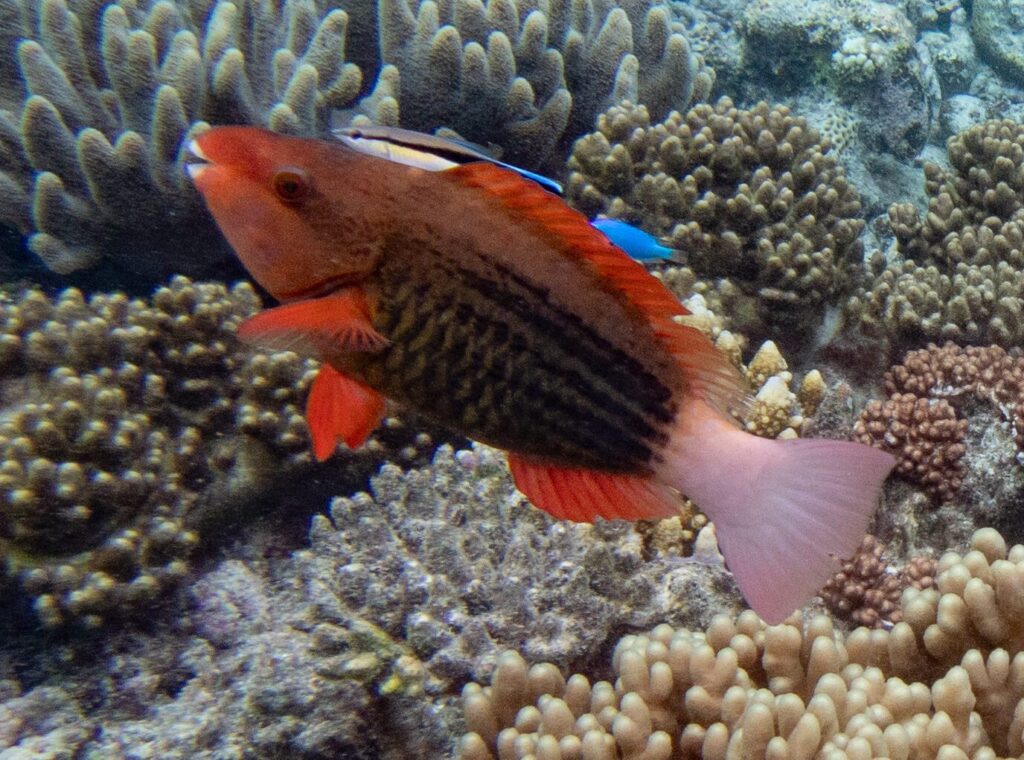 Pez loro Scarus frenatus nadando sobre coral en Australia