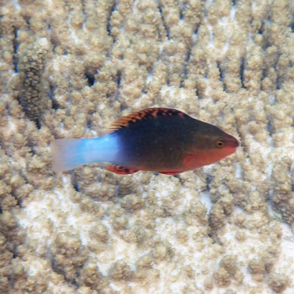Pez loro Scarus frenatus con colores verdes y rosados