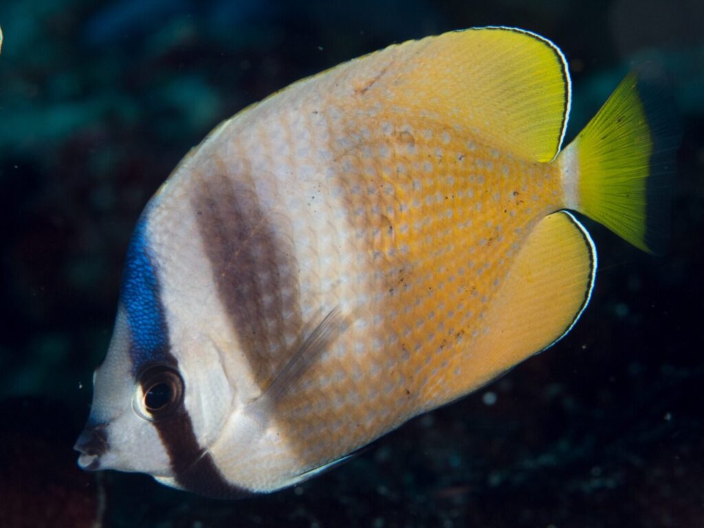Pez mariposa Chaetodon kleinii nadando sobre el arrecife