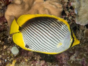 Pez mariposa (Chaetodon)