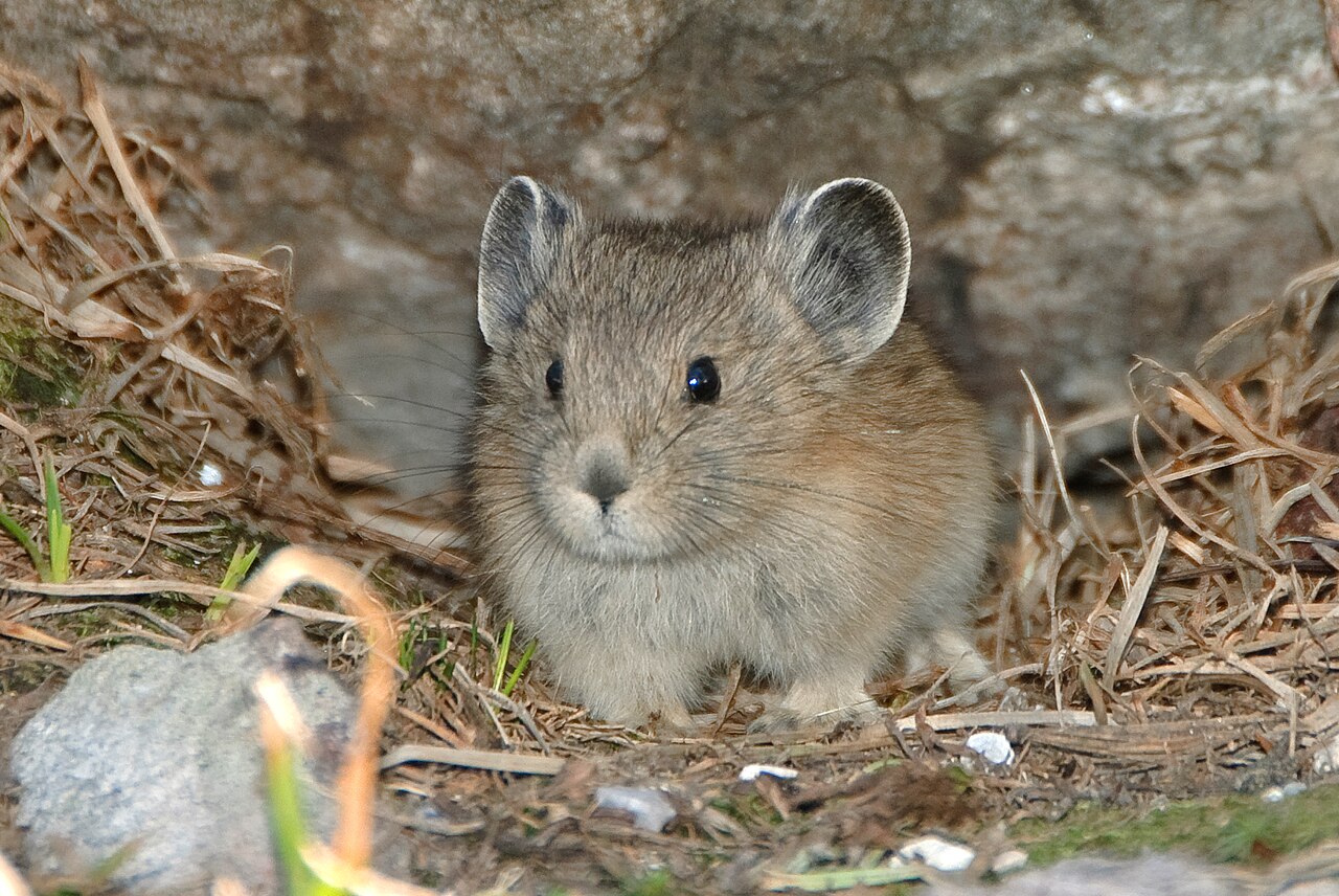 Pika americana (Ochotona princeps)