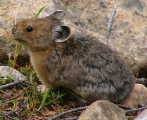Pika americana (Ochotona princeps): el lagomorfo de la alta montaña