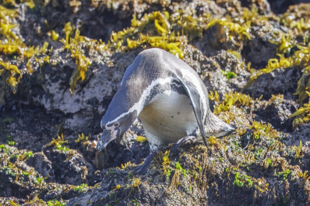 Pingüino de Humboldt agachado buscando alimento entre las rocas del litoral