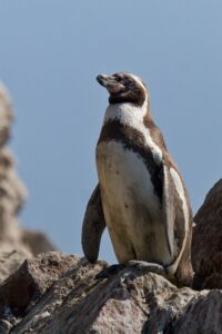Pingüino de Humboldt