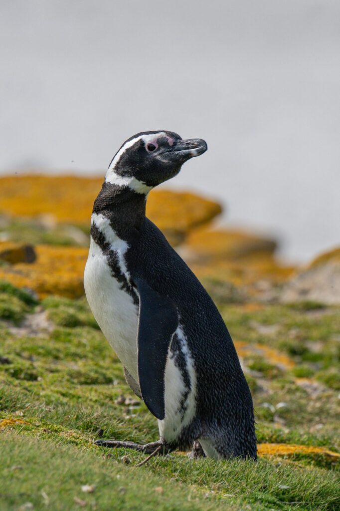 Pingüino de Magallanes de pie en la hierba, con sus dos bandas pectorales negras