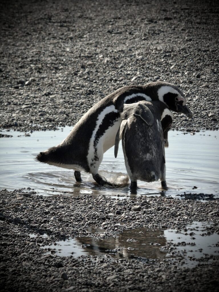 Dos pingüinos de Magallanes interactuando en la orilla, con sus dos bandas pectorales