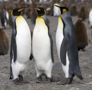 Pingüino rey