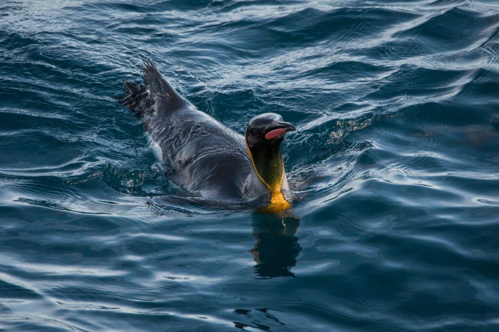 Pingüino rey nadando en el mar, con los parches anaranjados de la cabeza visibles