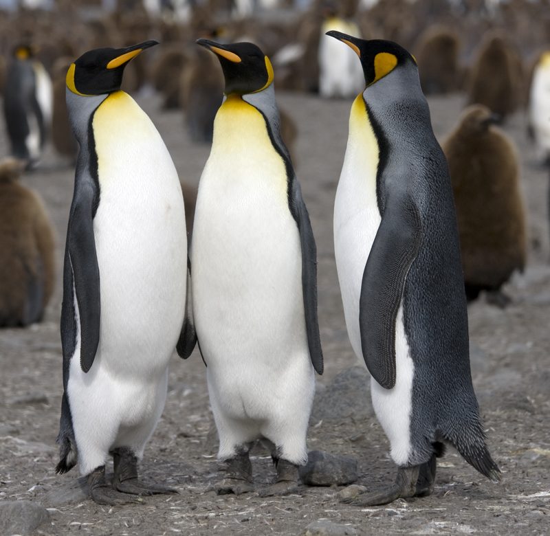 Pingüinos rey adultos de pie en una colonia, con sus parches anaranjados en la cabeza