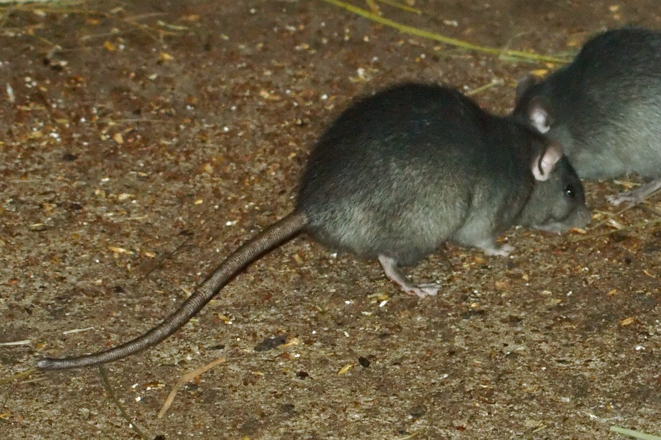 Dos ratas negras Rattus rattus alimentandose juntas en el suelo