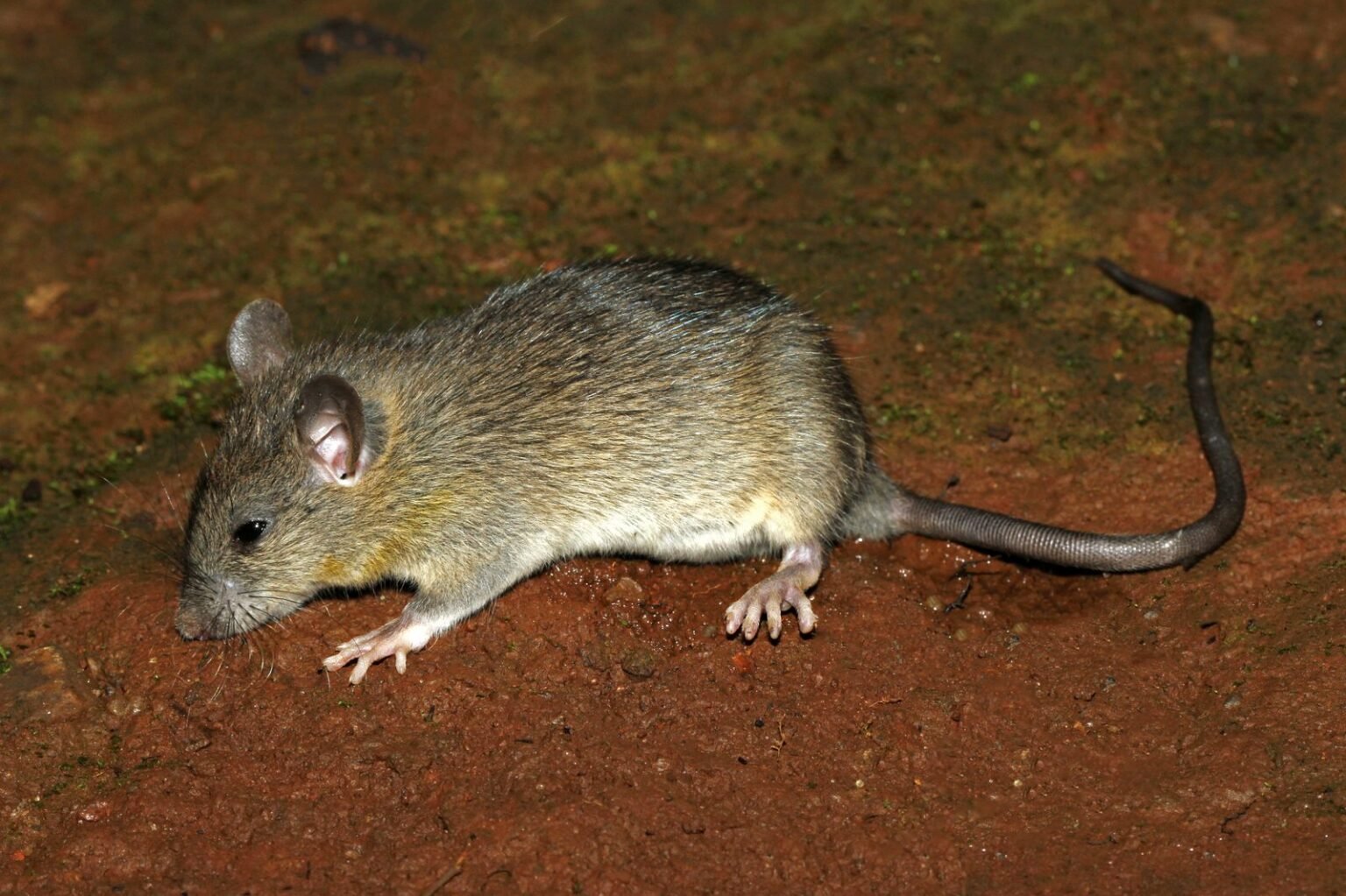 Que Rata Rata negra (Rattus rattus): características, peste y curiosidades ...