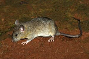 Rata negra (Rattus rattus): la rata de la peste y las islas