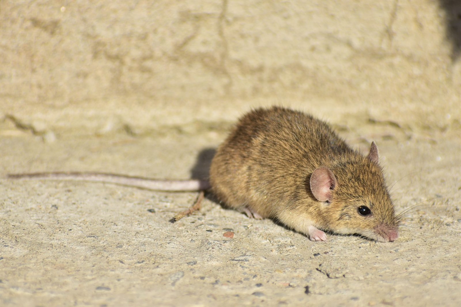 Ratón doméstico (Mus musculus) de cuerpo entero sobre el suelo, con su larga cola visible
