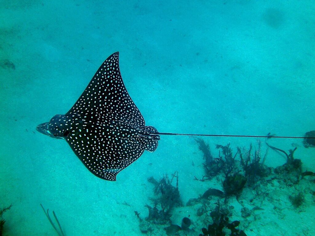 Raya águila moteada (Aetobatus narinari)