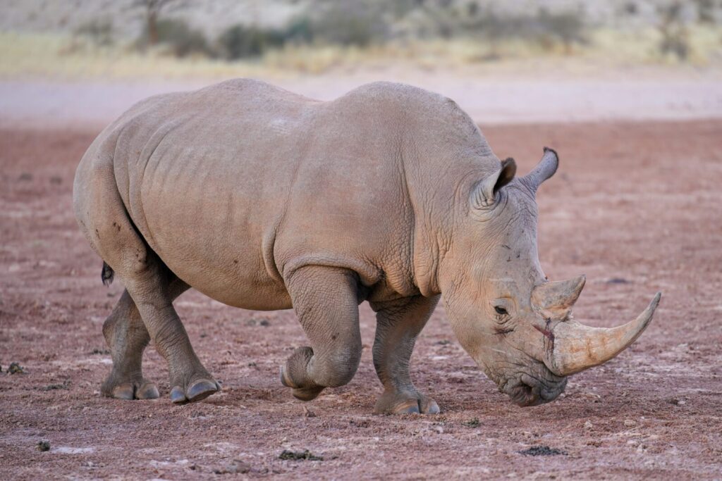 Rinoceronte blanco Ceratotherium simum caminando en el Kalahari