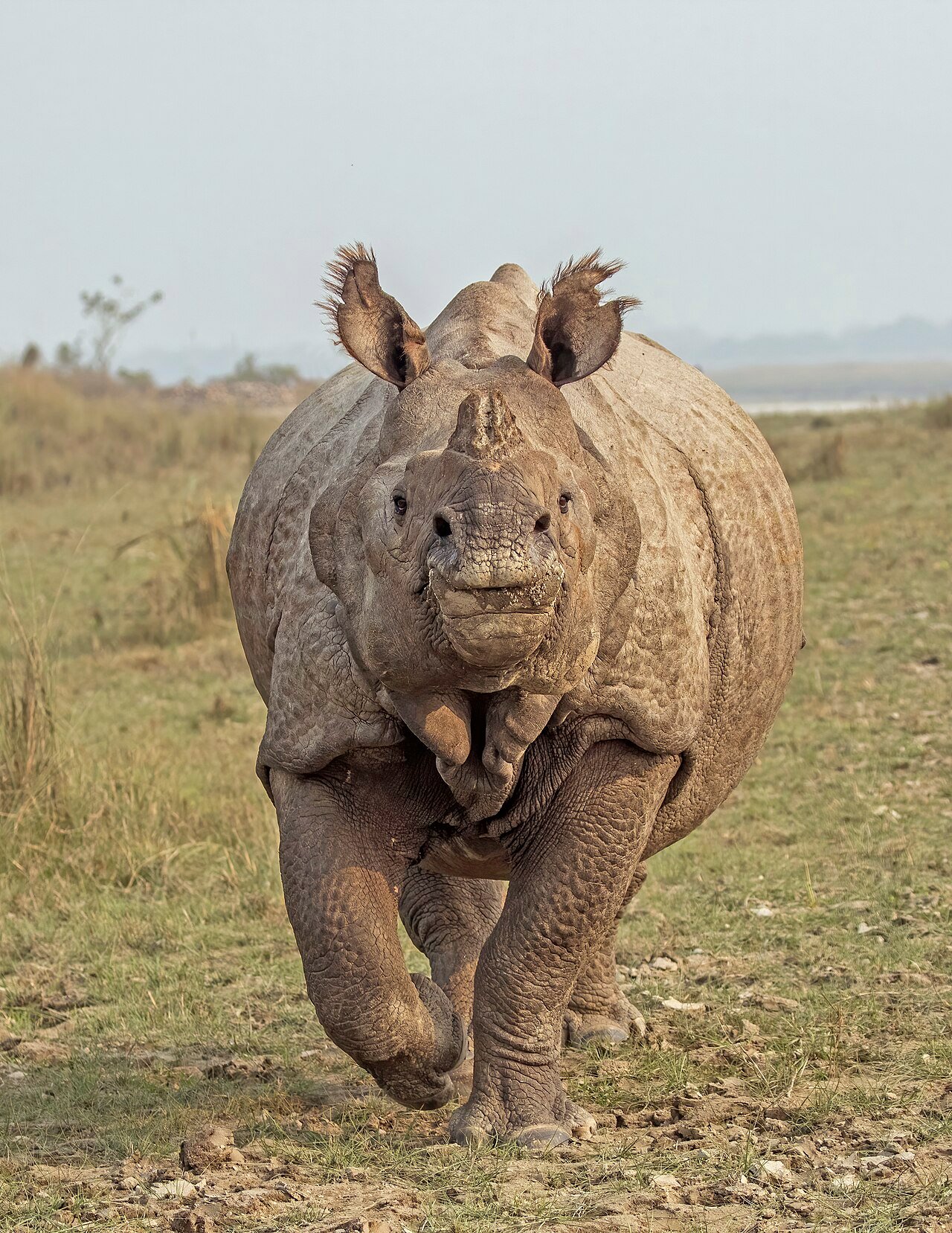 Rinoceronte indio (Rhinoceros unicornis)