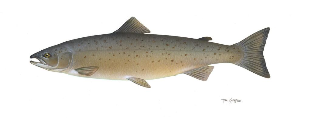 Salmón atlántico (Salmo salar)
