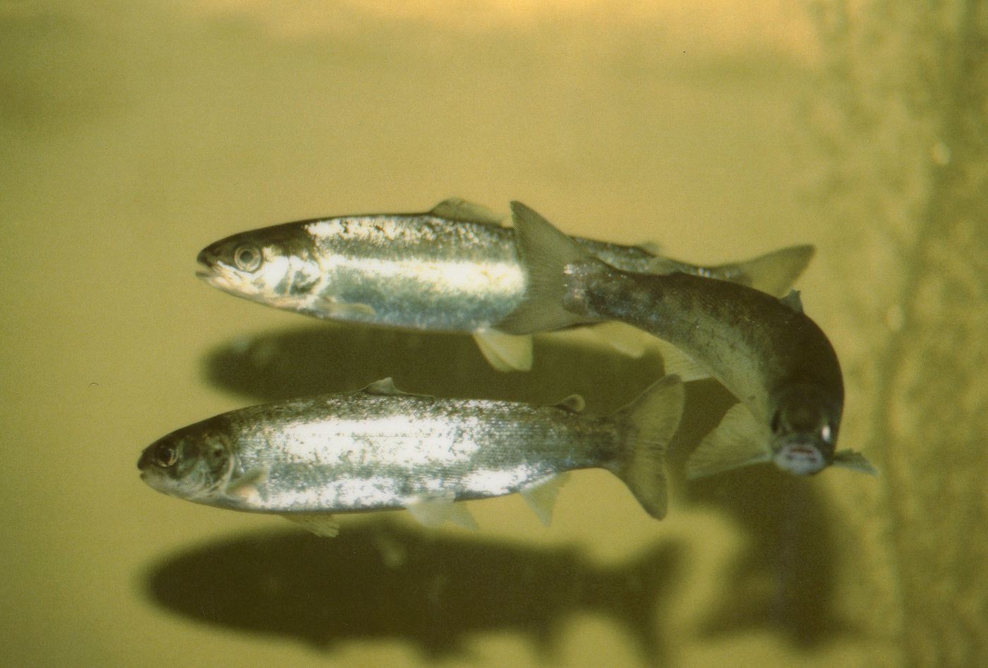 Smolts juveniles de salmón atlántico