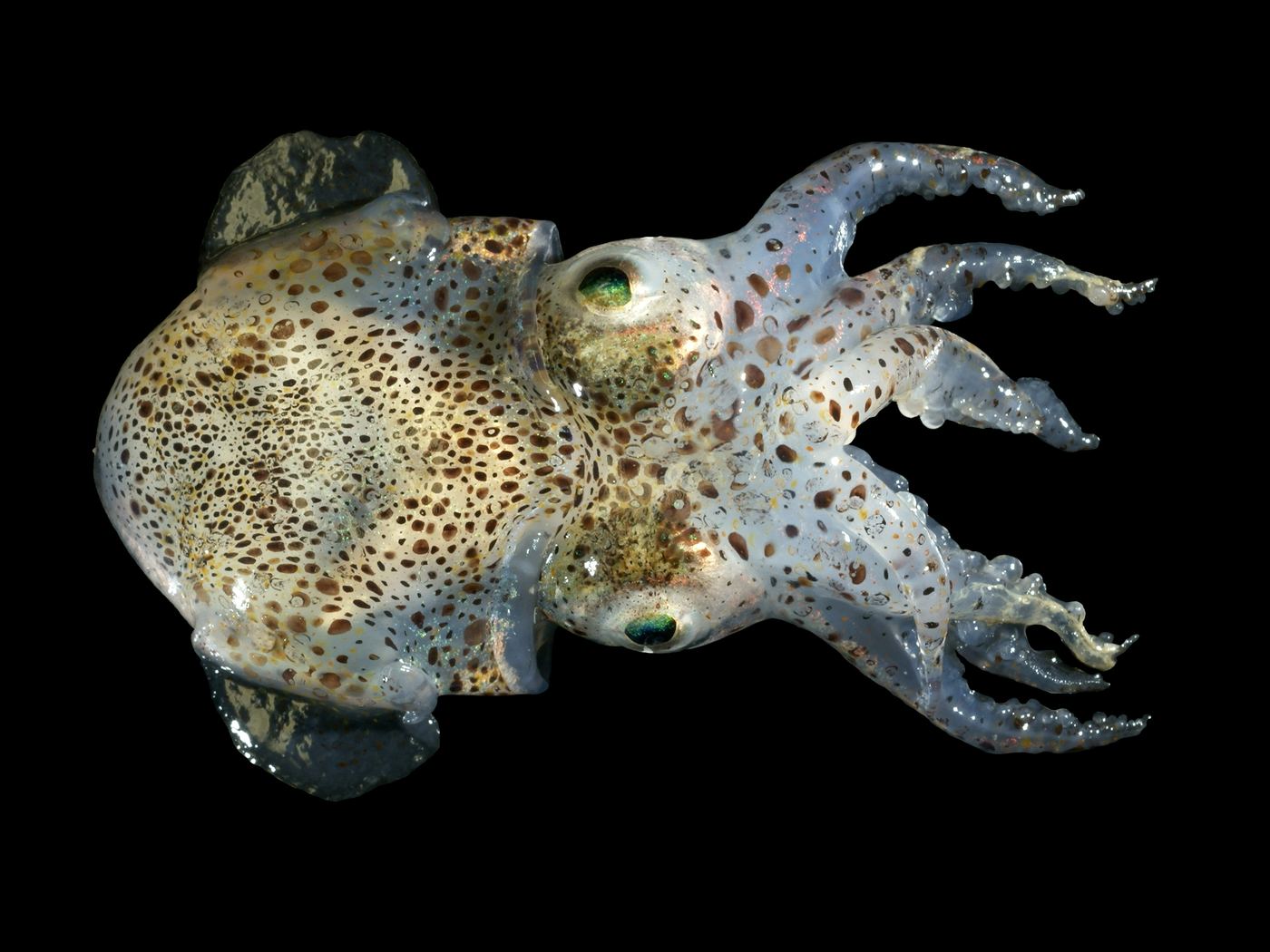 Sepiola atlantica calamar botella del Atlántico Norte con bioluminiscencia simbiótica