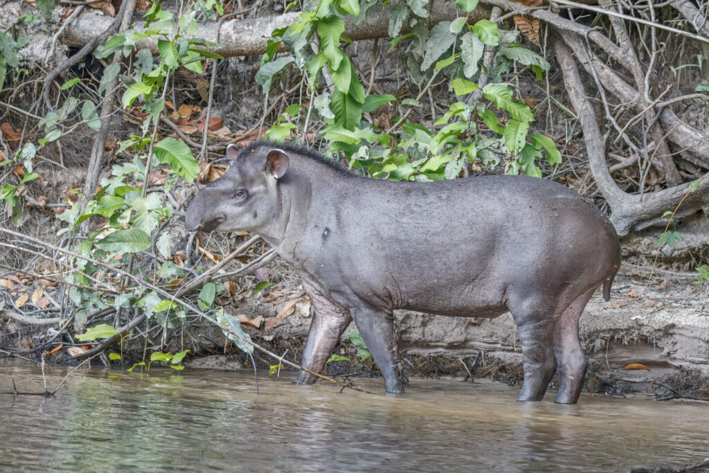 Tapir amazónico (Tapirus terrestris)