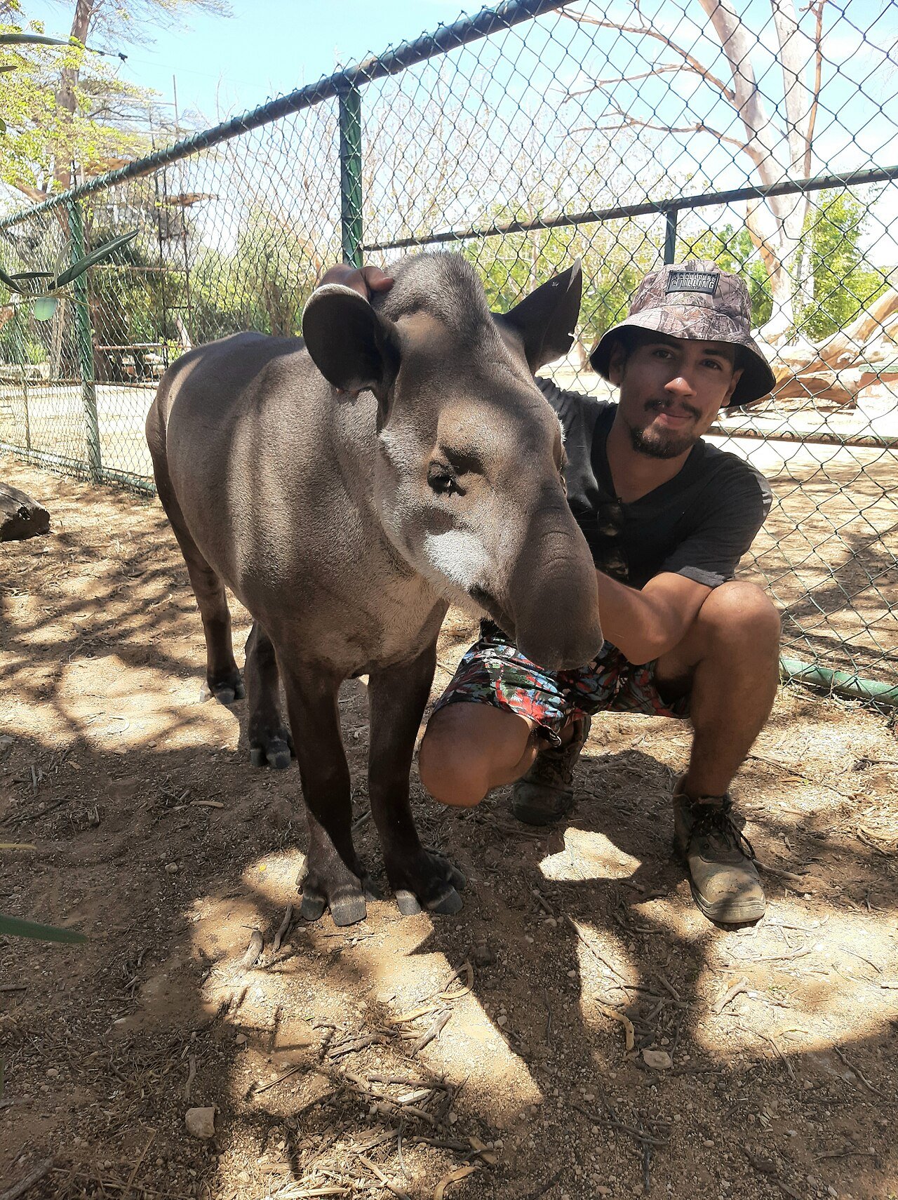 Tapir amazónico (Tapirus terrestris)