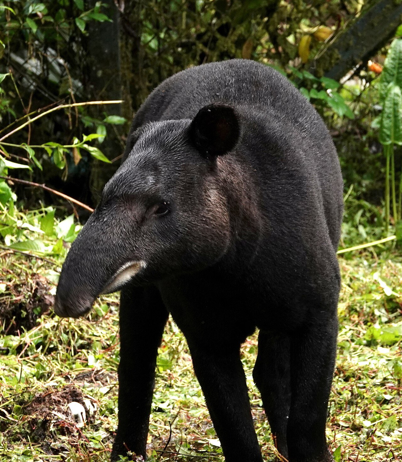 Tapir andino (Tapirus pinchaque)