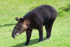 Tapir andino (Tapirus pinchaque)