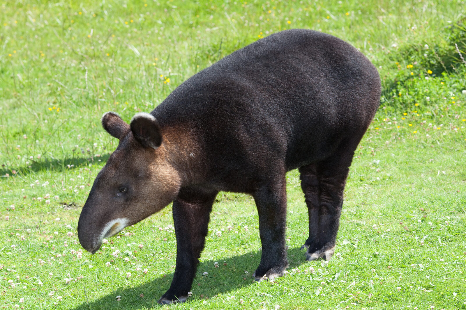 Tapir andino